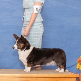 Marie - Cardigan Welsh Corgi