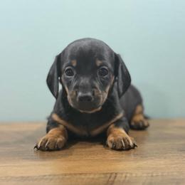 Shadow (CKC) - Black and tan male Dachshund puppy in Live Oak, Florida from Johnson’s Weiner Farm