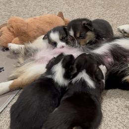 Pembroke Welsh Corgi Puppies from Blue Angel Kennels