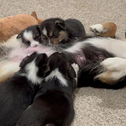 Pembroke Welsh Corgi Puppies from Blue Angel Kennels