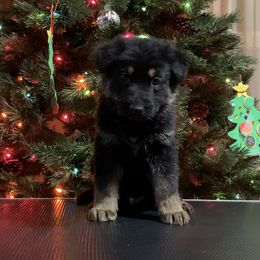 Blue collar - German Shepherd puppy from Pinegrove German Shepherds