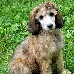Poodles from SweetB Working Standards