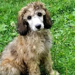 Poodles from SweetB Working Standards