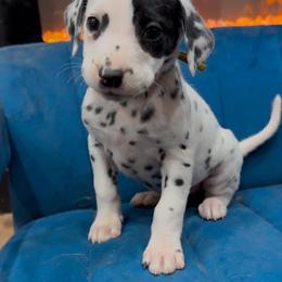 Dalmatian, Poodle, and Rhodesian Ridgeback Puppies from Ruffles, Ridges, & Spots!