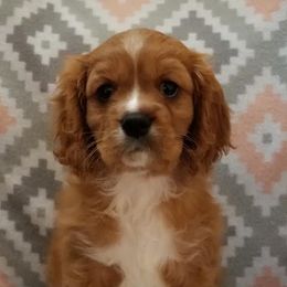 Cavalier King Charles Spaniel Puppies from Cavaliers of the County Macon