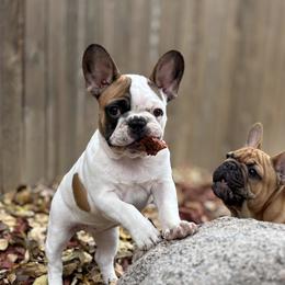Bulldog and French Bulldog Puppies from Kansas Grand St English & French Bulldogs