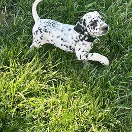Blue bonnet/ teal girl - White and black Dalmatian puppy in Pocatello, Idaho from High Caliber Dalmatians