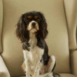 BONNIE - Cavalier King Charles Spaniel