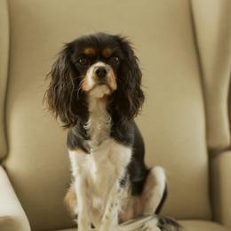 BONNIE - Cavalier King Charles Spaniel