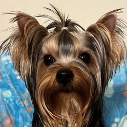 Yorkshire Terrier Puppies from Forget Me Knot Yorkies