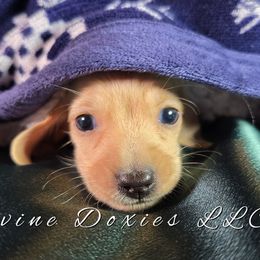 AKC Simba English Cream - Cream male Dachshund puppy in Kansas City, Missouri from Divine Doxies LLC