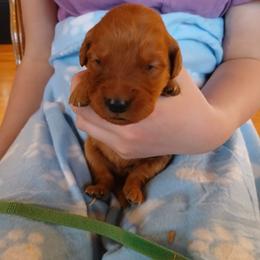 Green - Dark golden male Golden Retriever puppy in Lanesboro, Minnesota from Eagle Ridge Golden Retrievers