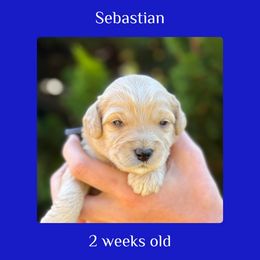 Sebastian - blue collar - Cream male Labradoodle puppy in Beavercreek, Oregon from Auburn Sky Labradoodles