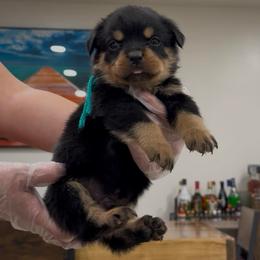 Turquoise Collar Male - Black and rust male Rottweiler puppy in Brandenburg, Kentucky from Boss Rottweiler Haus