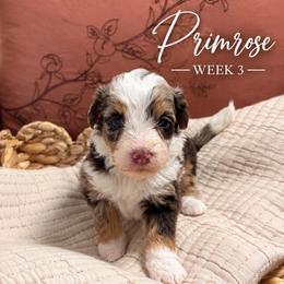 Primrose - Chocolate merle female Bernedoodle puppy in Burbank, Ohio from Berns & Doodles