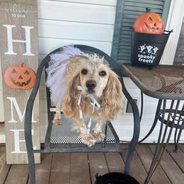 Sandy - Lemon roan female English Cocker Spaniel puppy in Hurtsboro, Alabama from PARK’s Family Farm
