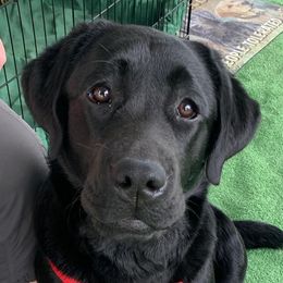 Labrador Retrievers from Judy Lesch's Labrador Retrievers