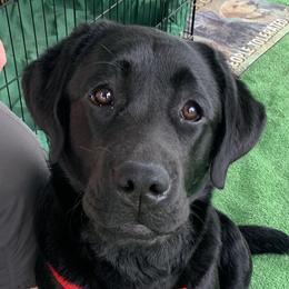 Labrador Retrievers from Judy Lesch's Labrador Retrievers