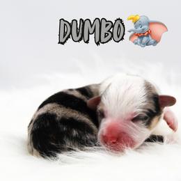 Dumbo - Blue merle and white male American Corgi puppy in Star City, Arkansas from T4 Farms
