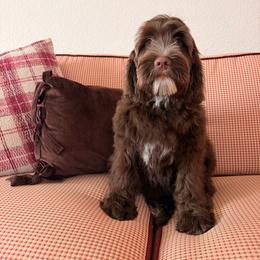 Crawdaddy - Chocolate male Australian Labradoodle puppy in Valley Springs, California from Blue Denim Doodles
