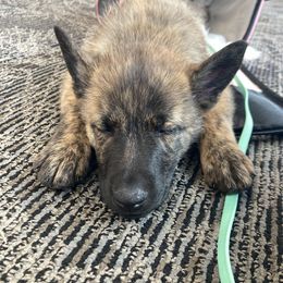 Dutch Shepherd Puppies from Mill Iron Dutch Shepherds