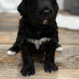Bernedoodle Puppies from Oodles of Doodles