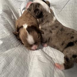 Miniature Australian Shepherd and Toy Australian Shepherd Puppies from Cherry Grove Kennel
