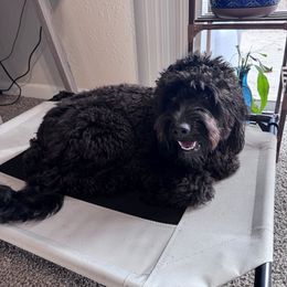 Goldendoodle All Grown Up from Lazy Dayz Doodles