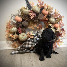 Pumpkin (Brown Band) - Black male Poodle puppy in Plainfield, New Jersey from Caris Paws Poodles and Labradoodles