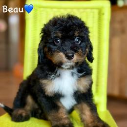 Beau - Black phantom male Aussiedoodle puppy in Lancaster, Minnesota from Finney Ranch