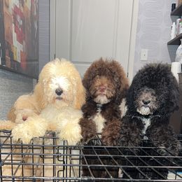 Poodle puppies from KAI Kennels