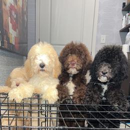 Poodle puppies from KAI Kennels