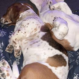 Basset Hounds from Texas Rose Basset’s