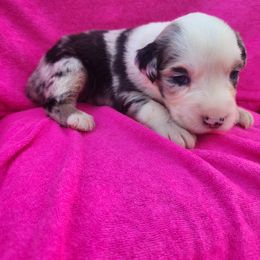 Girl 2 - Blue merle Miniature Australian Shepherd puppy in Trenton, Tennessee from Lauren's Little Aussies