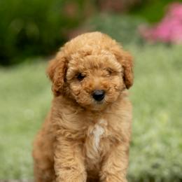 Miles - Cream male Poodle puppy in Narvon, Pennsylvania from Corgi Companions