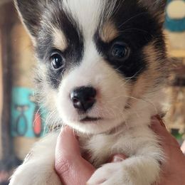 Boy 1 - Pembroke Welsh Corgi puppy in Bates City, Missouri from Penny Lane Corgis