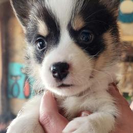 Boy 1 - Pembroke Welsh Corgi puppy in Bates City, Missouri from Penny Lane Corgis