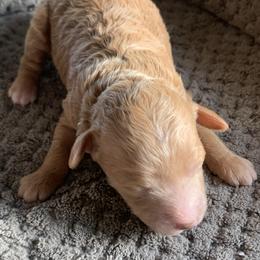 Penny - Apricot female Goldendoodle puppy in Haddam, Kansas from Golden B Acres