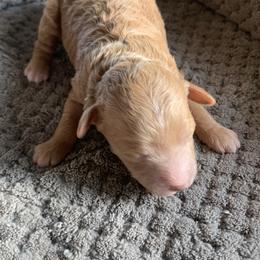 Penny - Apricot female Goldendoodle puppy in Haddam, Kansas from Golden B Acres