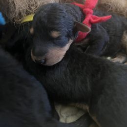 Boy 1 - Airedale Terrier puppy in Farmington Hills, Michigan from Timberwyck Airedales
