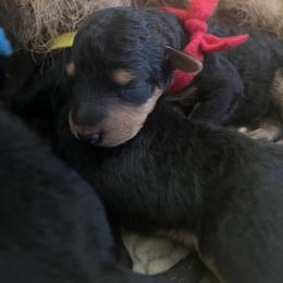 Boy 1 - Airedale Terrier puppy in Farmington Hills, Michigan from Timberwyck Airedales