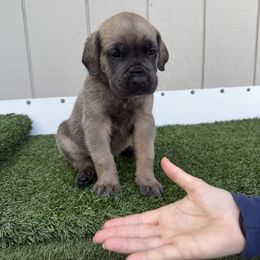 The big one - Gray and fawn male Cane Corso puppy in Morgan Hill, California from Corso Empire