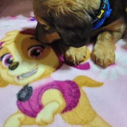 Dachshund Puppies from CLARK'S BREEDING PROGRAM
