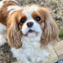 Astra - Cavalier King Charles Spaniel