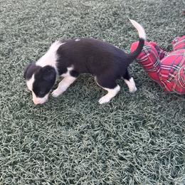 Girl 1 (421) - Black and white female Border Collie puppy in Temecula, California from Gibson's Border Collies