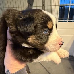 Boy 3 - Black tri male Miniature Australian Shepherd puppy in Saco, Maine from Wags Family Aussies