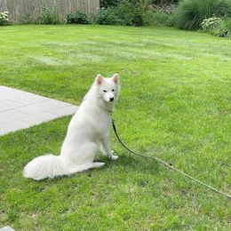 Siberian Husky All Grown Up from Joel's Husky Kennels