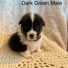 Dark Green Male - Black and tan male Pembroke Welsh Corgi puppy in La Porte City, Iowa from Cedar River Corgis