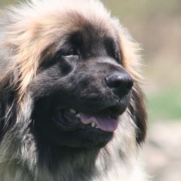 Leonbergers from Kalahari Leonbergers