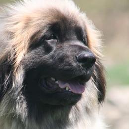Leonbergers from Kalahari Leonbergers